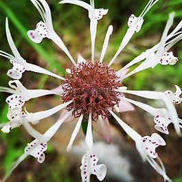 野花,特寫,花
