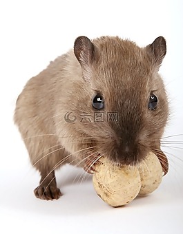動物,有吸引力,美麗