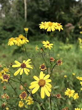 鮮花,玫瑰,植物