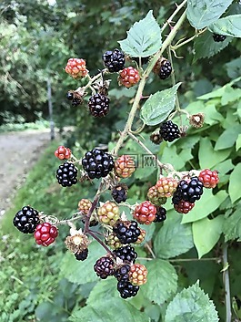 漿果,鮮花,玫瑰