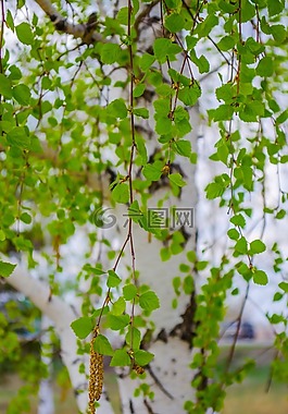 夏天,自然,木材