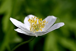 白花,黃色的雄蕊,比爾