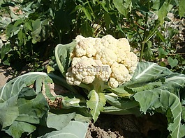 花椰菜,原野,食品