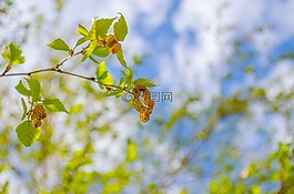 夏天,自然,木材