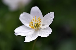 白花,黃色的雄蕊,比爾