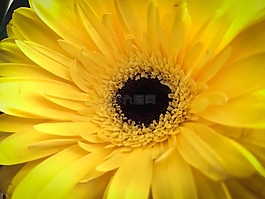 花,黃色,春