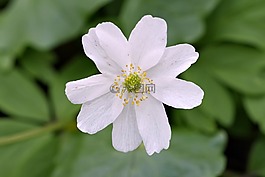 白花,黃色的雄蕊,比爾