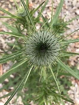 花,綠色,植物