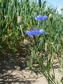 矢車菊,野花,植物學(xué)