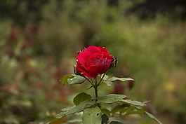花,自然,植物區(qū)系