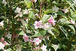 錦,布什,花