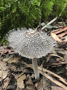 蘑菇,自然,仙女