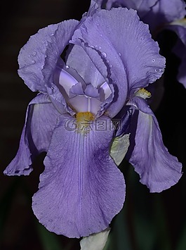 花園,鮮花,虹膜