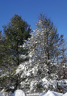 雪,冬天,松