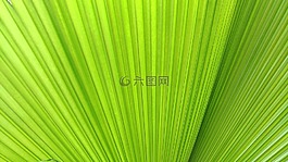 綠色,背景,植物