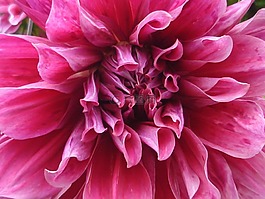 春,花,性質(zhì)