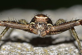 性質(zhì),arachnidi,蜘蛛