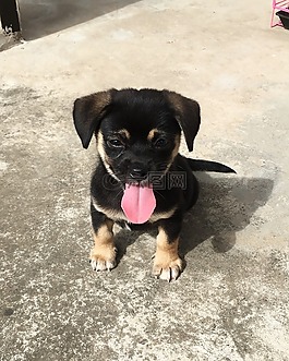 汪,狗窩,小狗