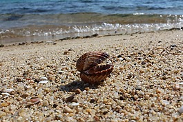 貝殼,自然,海灘