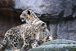 雪豹,動物園,貓