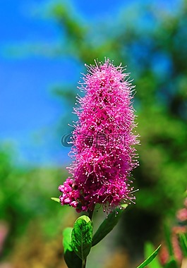 花,開(kāi)花,紫