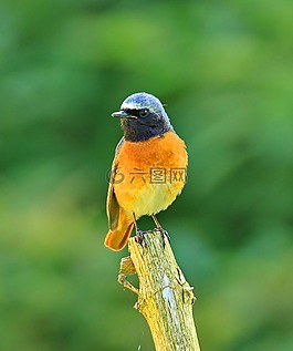 phoenicurus ochruros,鳥,飛