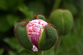 芽,klatschmohn,罂粟