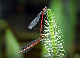 蜻蜓,蜻蜓交配,配對(duì)