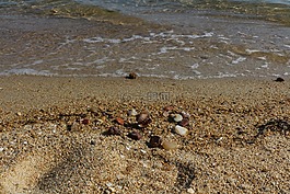 海灘,清除,貝殼