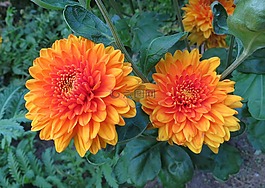花,花園,嬌琴紗