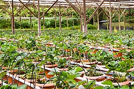 草莓,草莓植物,花盆
