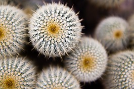 仙人掌,荊棘,植物