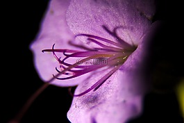 花,開(kāi)花,紫