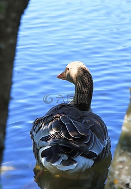 鴨,鳥,neusiedl 湖