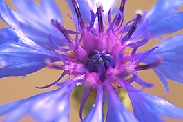 花,開花,紫
