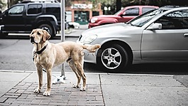動物,狗,汽車