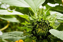 向日葵,開(kāi)花,太陽(yáng)