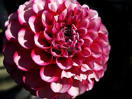 花的,自然,開花