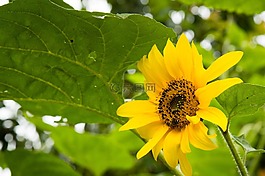 向日葵,開花,太陽