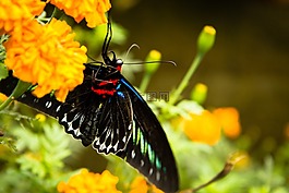 蝴蝶,花,trogonoptera brookiana