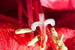 阿馬麗利斯,紅色,鮮花