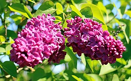 紫丁香,開花,觀賞灌木