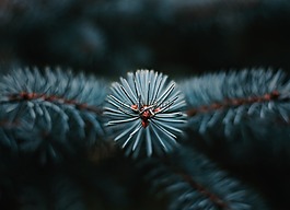 树,针叶树,针