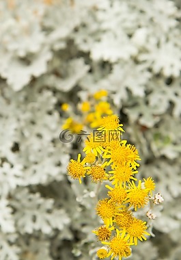 鮮花,霜,黃色