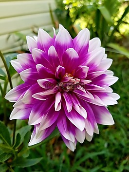 自然,花,植物區(qū)系