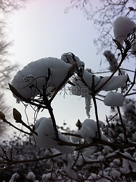 雪,冬天,冷