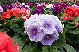 報春花,報春花尋常的混合,紫
