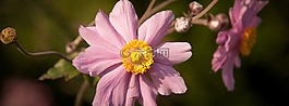 花,粉紅色,銀蓮花