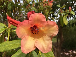 rhodendron,花,春