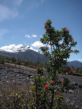 智利,火山,布什